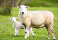 1000多只羊堵在路上,羊不反刍放耳血? 1000多只羊堵在路上,羊不反刍放耳血?