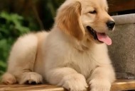 不拴绳遛20多条狗,土狗不让拴链拴时怎么办？