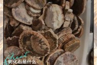 2.8亿年前银杏化石,历史上最长的树海化石是什么树？