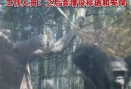 被大猩猩反向投喂,乌鸦记仇吗？它的报复心有多强？