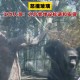 被大猩猩反向投喂,乌鸦记仇吗？它的报复心有多强？