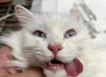 猫也会得痴呆症,痴呆猫是怎么样的？
