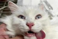 猫也会得痴呆症,痴呆猫是怎么样的？