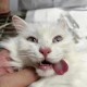 猫也会得痴呆症,痴呆猫是怎么样的？
