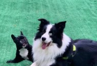 边牧托运被狐狸咬伤,宠物狐狸和边境牧羊犬养哪个更好？