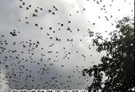 山西惊现乌鸦满天飞,河北乌鸦满天飞的原因? 山西惊现乌鸦满天飞,河北乌鸦满天飞的原因?