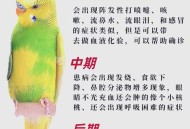 带狗进店咬死鹦鹉,鹦鹉为什么会咬死同伴？