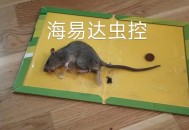 站路边被老鼠钻裤子,老鼠钻进柜子一晚并有老鼠屎，柜子里的衣服怎么办？