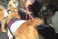 不拴绳遛20多条狗,去院里遛泰迪可以不拴绳吗？