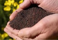 加拿大油菜籽价大跌,加拿大油菜籽价格行情