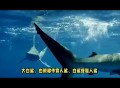3d大白鲨游戏详细攻略教程,3d大白鲨游戏详细攻略教程图解