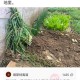 误拔别人2万多斤葱,拔蒜后能栽葱吗？