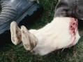 肉毒中毒险丧命,我公羊中毒快死了，一堆肉不想浪费请问我吃中毒的羊肉应该没事吧？