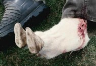 肉毒中毒险丧命,我公羊中毒快死了,一堆肉不想浪费请问我吃中毒的羊肉应该没事吧? 肉毒中毒险丧命,我公羊中毒快死了,一堆肉不想浪费请问我吃中毒的羊肉应该没事吧?