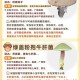 用狗试毒蘑菇仍中毒,狗狗能吃蘑菇菌种吗？