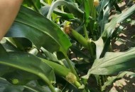 谎称包拿博士骗122万,禾博士122玉米种靠谱吗？