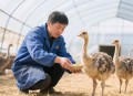养鸵鸟仔3年长2米高,鸵鸟要养多久才有两百斤？