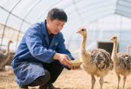 养鸵鸟仔3年长2米高,鸵鸟要养多久才有两百斤？