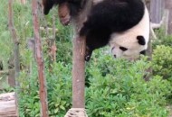 湖南常德现多只黑熊,常德11岁“熊孩子”编造被拐谎言，引发部分家长恐慌, 你怎么看？