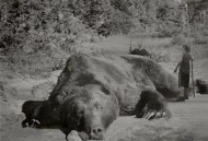 日本熊有吃人痕迹,为什么有的熊吃人？