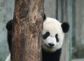 连续7年监测到大熊猫,连续7年监测到大熊猫了吗
