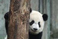 连续7年监测到大熊猫,连续7年监测到大熊猫了吗