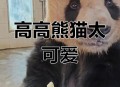 大熊猫高高去世,大熊猫高高几岁？