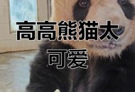 大熊猫高高去世,大熊猫高高几岁？