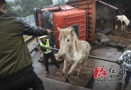 游客自驾撞死6匹马,公路上撞死马谁的责任？