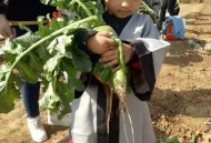 河南招聘被疑萝卜岗,河南什么时候拔萝卜？