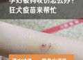 车被狗啃到面目全非,跳蚤咬后奇痒无比，反复发作怎么办?已经被抓的面目全非了？