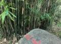 小区内蛇到处溜达,蛇可以带出去溜达吗？