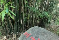 小区内蛇到处溜达,蛇可以带出去溜达吗？