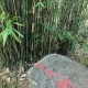 小区内蛇到处溜达,蛇可以带出去溜达吗？