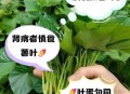 红薯叶一斤卖300,食用红薯叶哪个品种好？