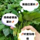 红薯叶一斤卖300,食用红薯叶哪个品种好？