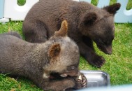 湖南常德现多只黑熊,湖南 黑熊