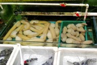 出生3天被120卖掉,婴儿刚出生4天就被当商品贩卖