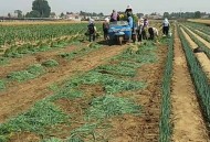 偷饭店门口8捆大葱,偷饭店门口8捆大葱犯法吗