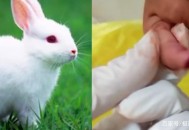 娃喂兔子被咬断手指,娃喂兔子被咬断手指怎么办