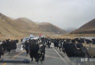 牦牛凌晨闯进帐篷,牦牛真的只认一个帐篷吗？