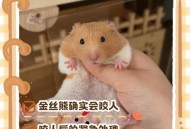 日本人开始吃熊肉,为什么日本的胖熊出名？