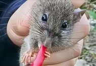 辣椒面疑现鼠头异物,店里突然有耗子是怎么回事？