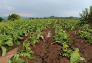 每户发5万受灾津贴,农户受灾补贴政策？