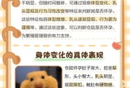 宠物鼠被带上高铁,怎么才能把仓鼠偷偷带上高铁？