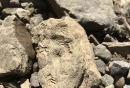 垫脚石竟是恐龙化石,村民用了多年的垫脚石竟是恐龙化石