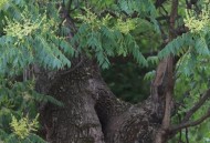 北京胡同大树披毛衣,茶树上的树毛衣能吃吗？