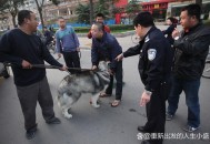 将狗摔死男子被行拘,将狗摔死男子被行拘的电影