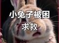 娃喂兔子被咬断手指,什么动物会把兔子的头咬掉？