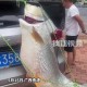 男子绑60斤鱼遛街,被钓到的大鱼也被遛累吗？